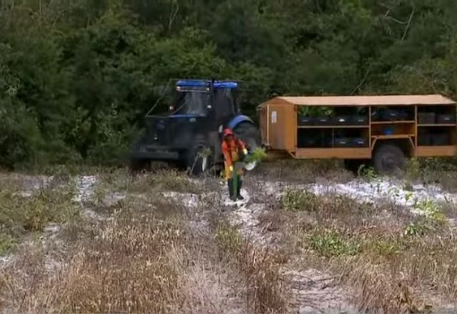 Técnica permite o plantão de 2 mil mudas de árvore por dia | SBT