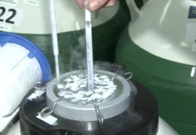 Técnico coleta material em tubo de criopreservação de óvulos