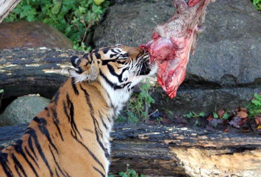Tigre come carcaça de animal