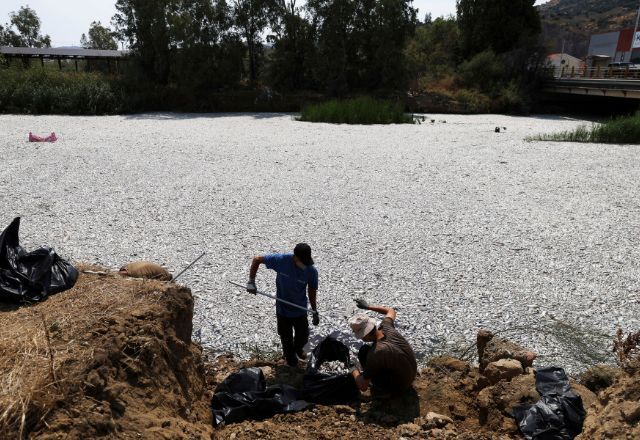 Trabalhadores coletam peixes mortos de um rio próximo à cidade portuária de Volos, na Grécia central |AP Photo/Vaggelis Kousioras