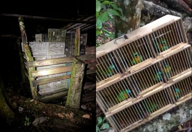 Animais eram traficados nas regiões Sul e Sudeste e países vizinhos do Brasil | Reprodução/PF