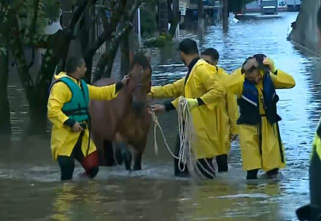 Especialista explica traumas que desastre no RS provoca nos animais