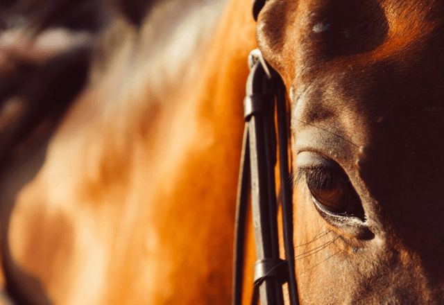 Tratamento para cegueira em cavalos pode beneficiar humanos | Freepik