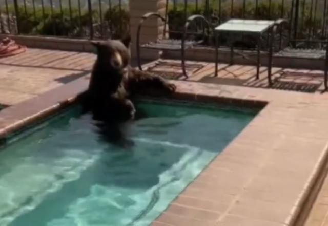 Em meio à onda de calor na Califórnia, urso invade casa e usa banheira de hidromassagem Em meio à onda de calor na Califórnia, urso invade casa e usa banheira de hidromassagem