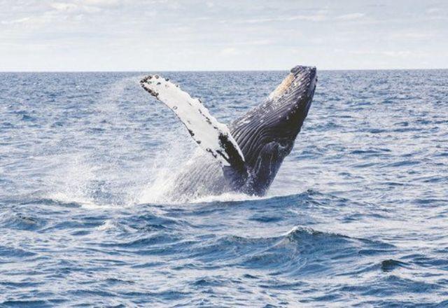 ONU chega a acordo histórico para conservação e uso sustentável dos oceanos ONU chega a acordo histórico para conservação e uso sustentável dos oceanos