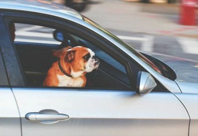 Uber Pet já estava disponível em Curitiba e, agora, avança para mais duas capitais brasileiras | Pexels