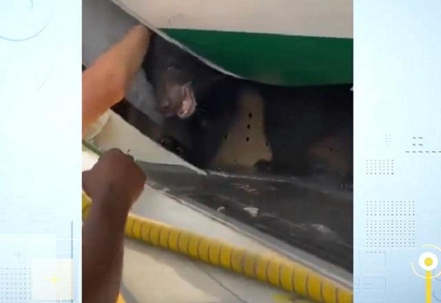 Urso dentro de compartimento de avião, com pessoa tentando controlar o animal com os braços