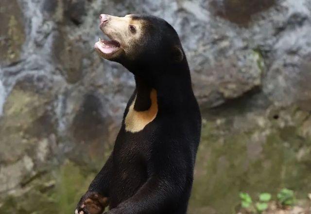 Urso - do - sol  da Malásia foi alvo de polêmica em zoológico da China