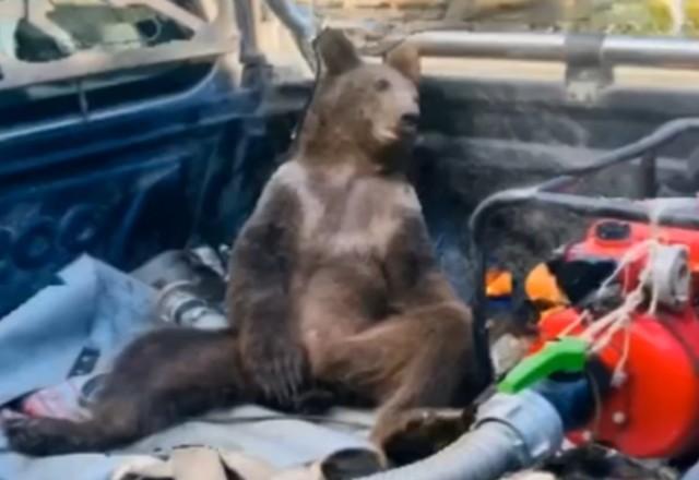 Urso encostado em caminhonete com a língua pra fora