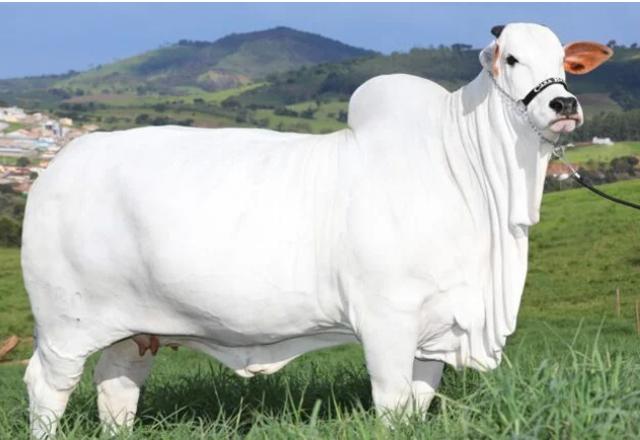 Vaca da raça Nelore em posição de exibição para leilão