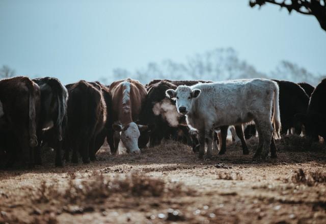 Vacas em pastos no Reino Unido