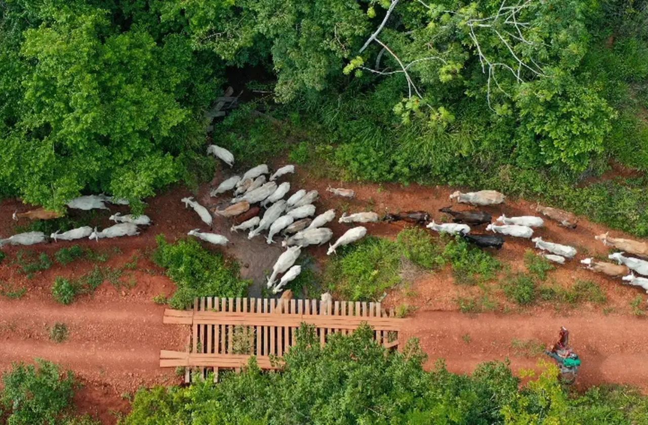 Vaqueiro auxiliava no deslocamento de cabeças de gado quando foi atingido no pescoço | Gilvan Alves/TV Brasil