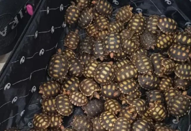 Jabutis apreendidos em ônibus | Foto: Polícia Federal