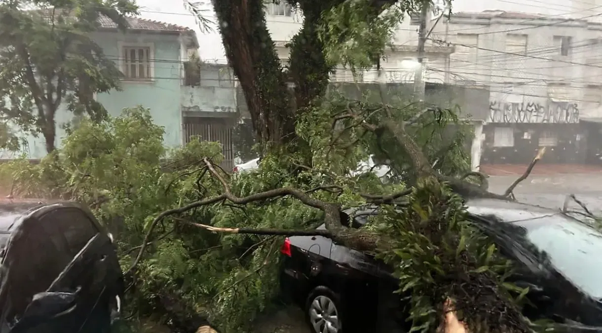 Vendaval derruba árvores em São Paulo