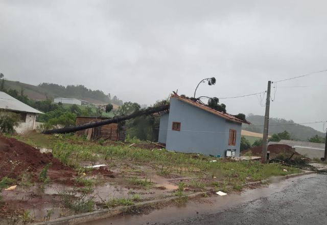 Árvore cai sobre cara em Santa Catarina | Foto: Ivan segheto / cedido ao SCC10