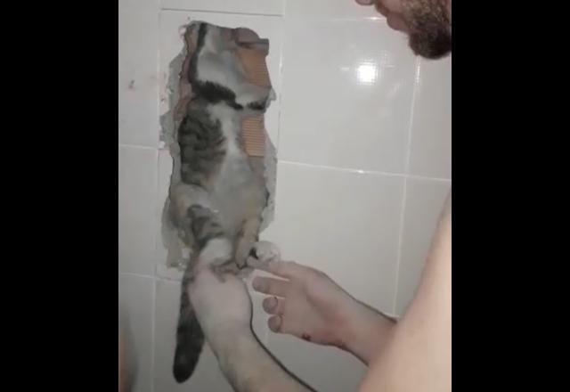 Vídeo mostra o resgate de gata presa em vão entre duas casas no Rio de Janeiro