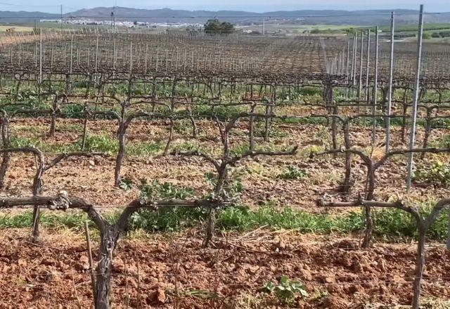 Vinho de Talha: exclusividade alentejana com séculos de história e sabor