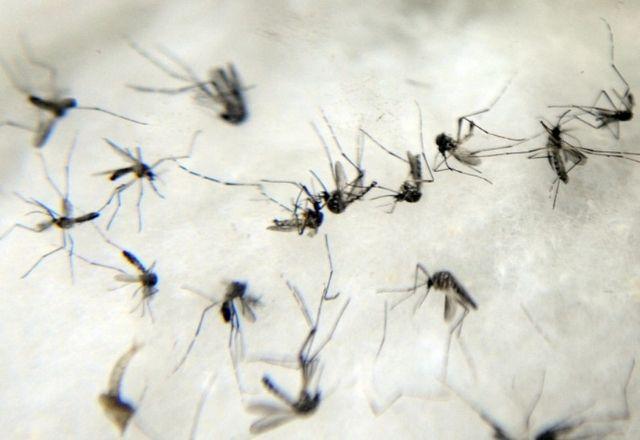 Vírus da dengue é transmitido através da picada do mosquito Aedes Aegypti | Agência Brasil