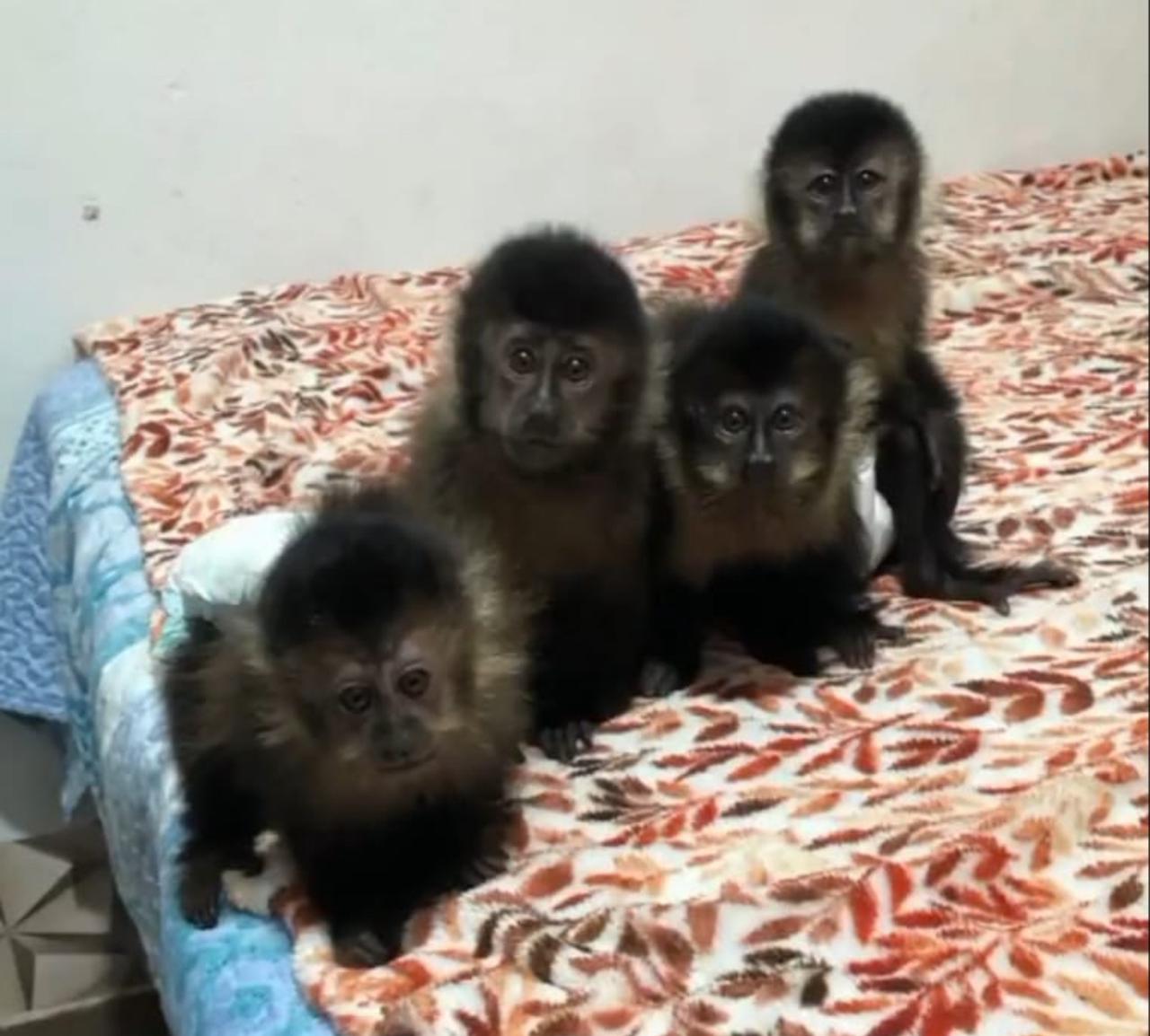 PF fez operação Defaunação, contra tráfico de animais silvestres. Foto: Divulgação
