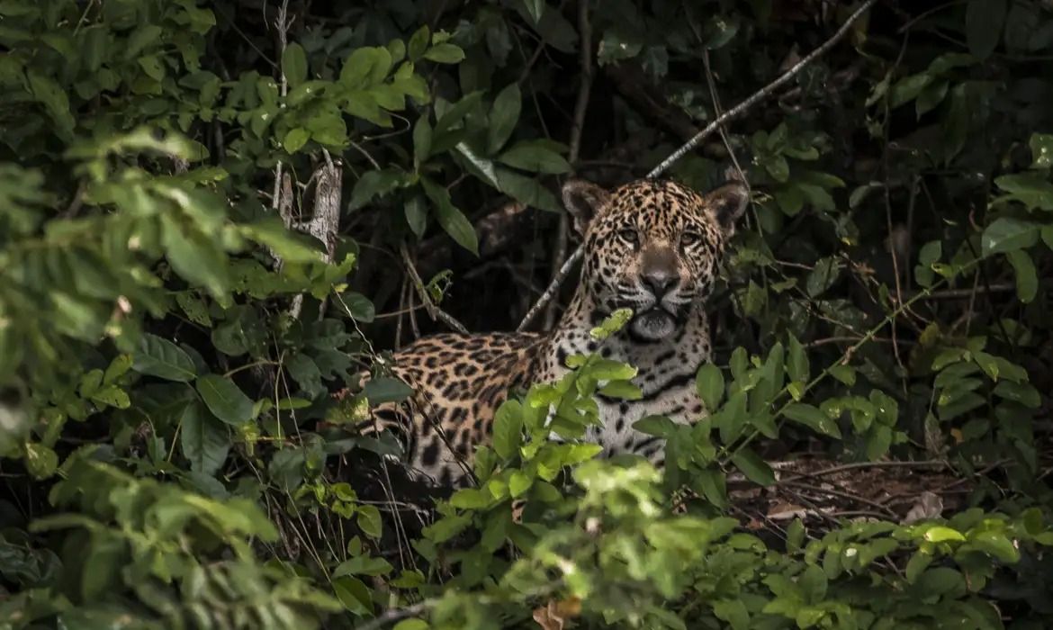Inteligência artificial pode evitar atropelamento de animais nas estradas