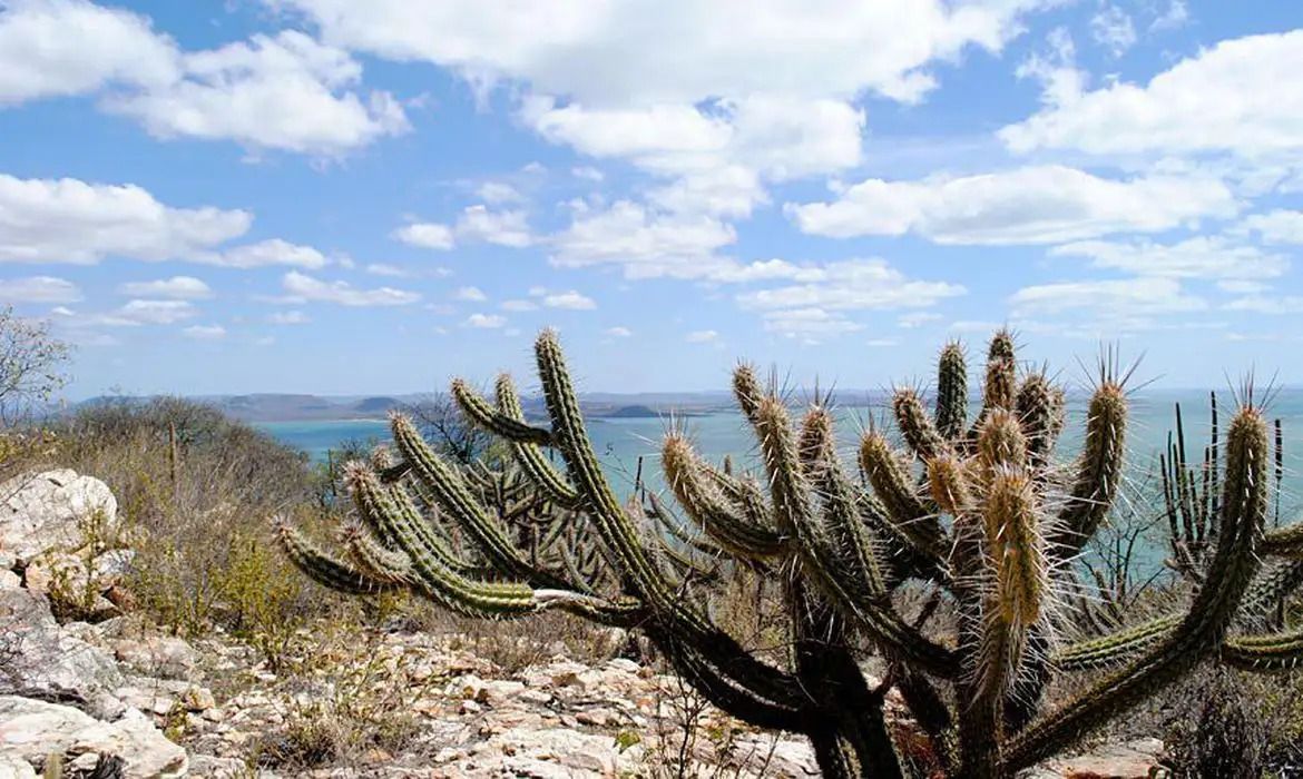 Caatinga | Gabriel Carvalho/Setur-BA