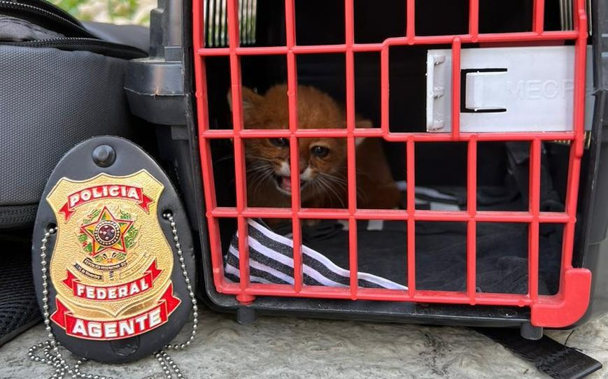 Gato-mourisco, em risco de extinção, foi apreendido com criminosos. | Divulgação/PF