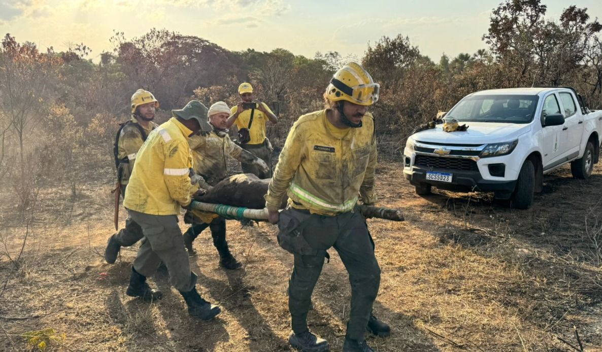Duas antas são resgatadas em incêndio no Parque Nacional de Brasília 