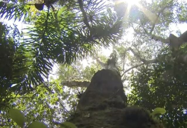 Mata Atlântica: Desmatamento cai 55% no 1º semestre de 2024
