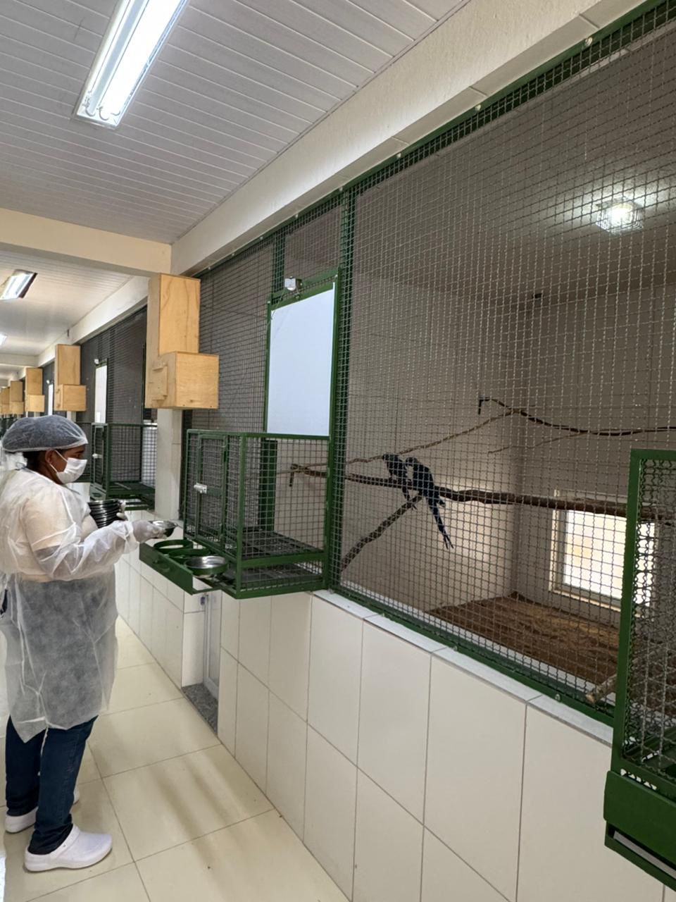 Criadouro Ararinha-azul.jpeg