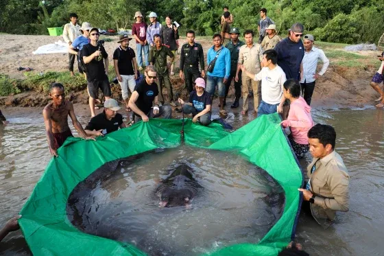 A arraia desbancou um peixe-boi de 293 quilos pescado em 2005 | Reprodução/Chhut Chheana/Wonders of the Mekong