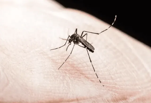 Zika vírus é transmitido pela picada do mosquito Aedes aegypti | Reprodução