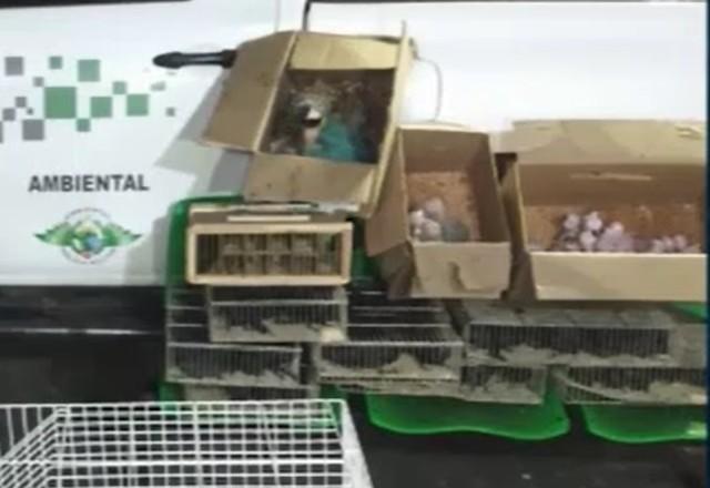 a imagem mostra as aves recuperadas, em gaiolas e caixas, pela polícia ambiental