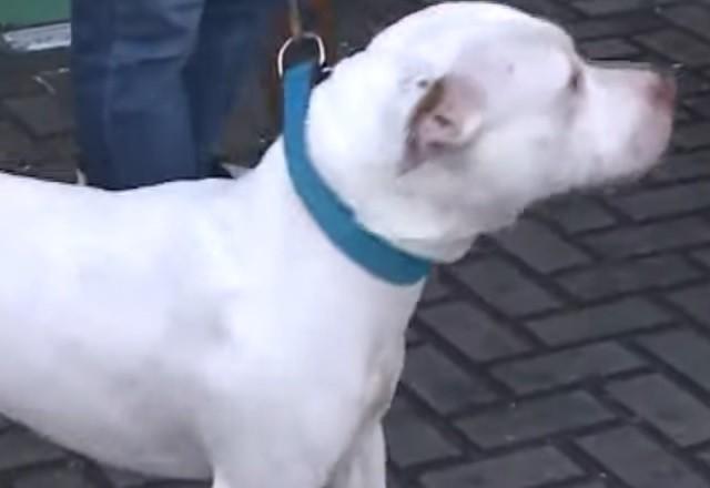 a imagem mostra o pitbull apreendido