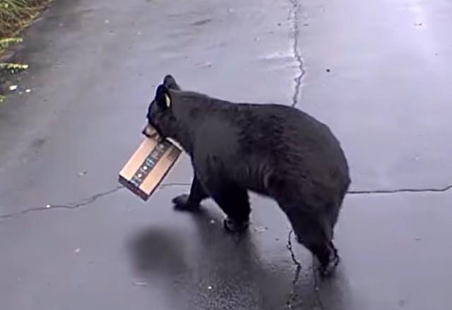 a imagem mostra o urso com o pacote na boca