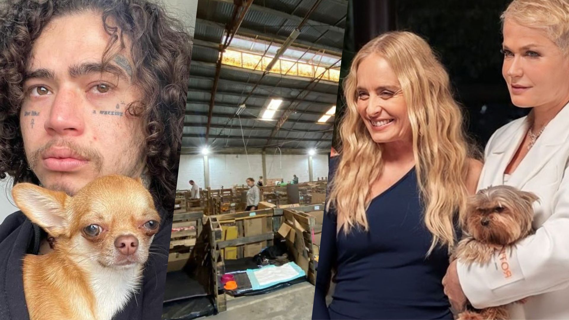 'Procura-se um amigo' tem capacidade para mais de 400 animais - Foto: Reprodução