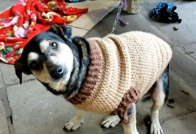 RS: Adaptação de animais resgatados da enchente exige cuidados