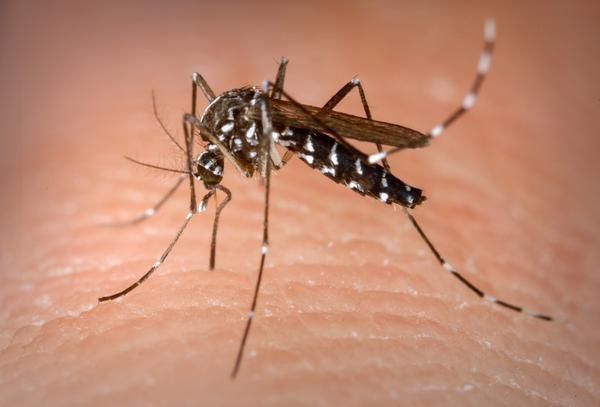 Cuba confirma 33 mortes por doenças transmitidas por mosquitos em meio a epidemia