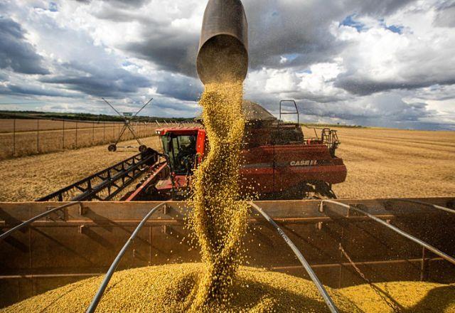 Máquina agrícola colhe grãos | Reprodução