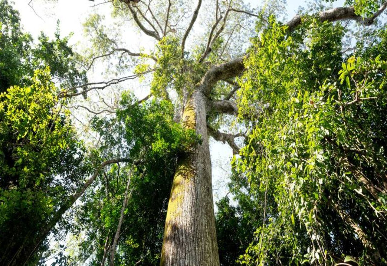 Grande maioria dos brasileiros sentiu algum efeito das mudanças climáticas | Fernando Sette/Ideflor