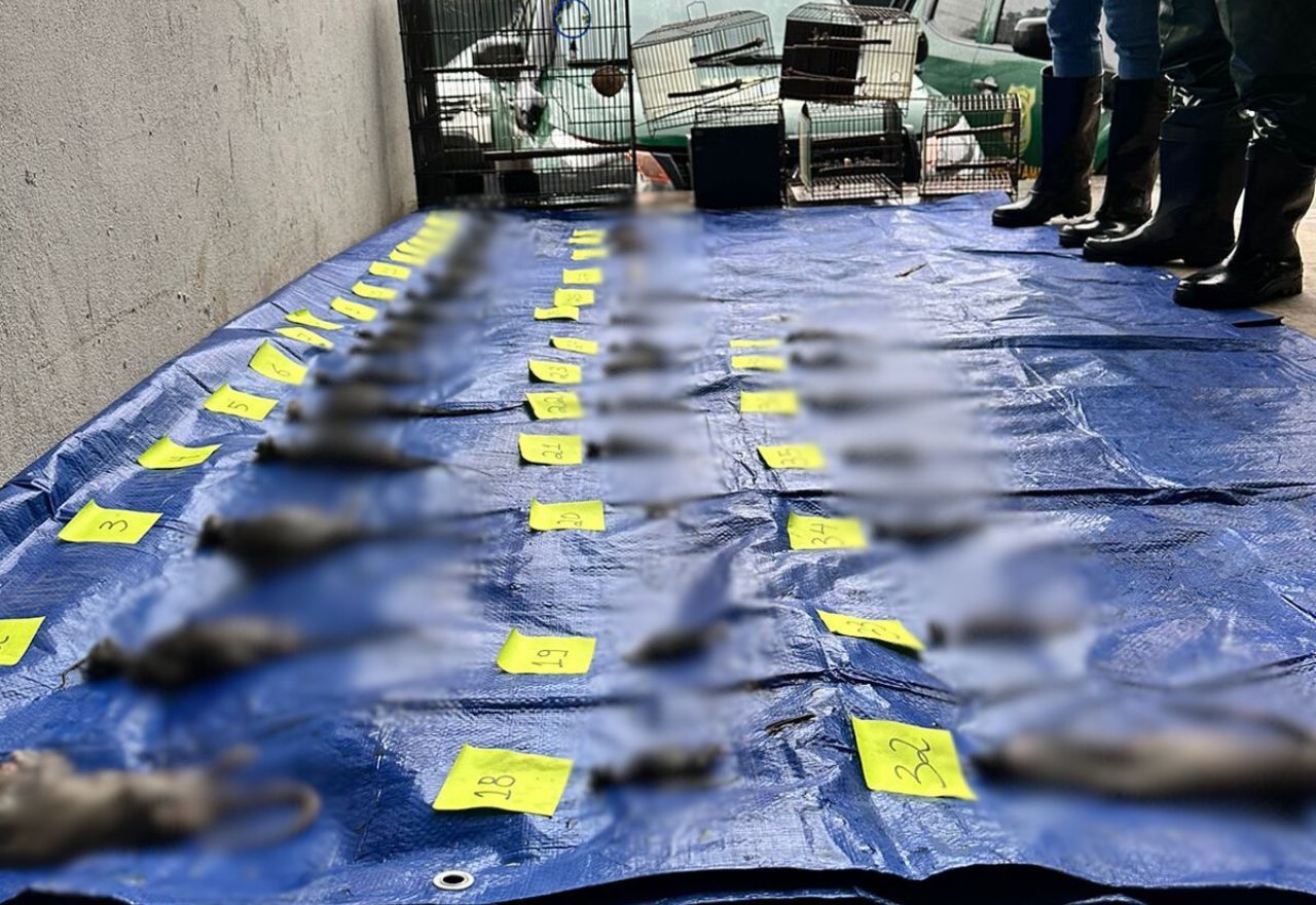 Cobasi é proibida de comercializar animais em shoppings após mortes em loja da rede no RS Cobasi é proibida de comercializar animais em shoppings após mortes em loja da rede no RS