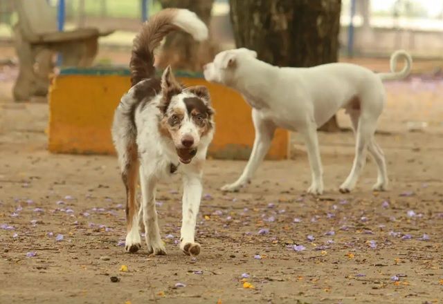 Relator na CCJ diz que o texto "promove um equilíbrio entre os interesses de proprietários de animais, a saúde pública, a proteção ambiental e o bem-estar animal" | Rovena Rosa/Agência Brasil