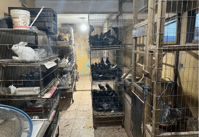 PF resgata animais e apura comércio ilegal em São Paulo | Divulgação/Polícia Federal