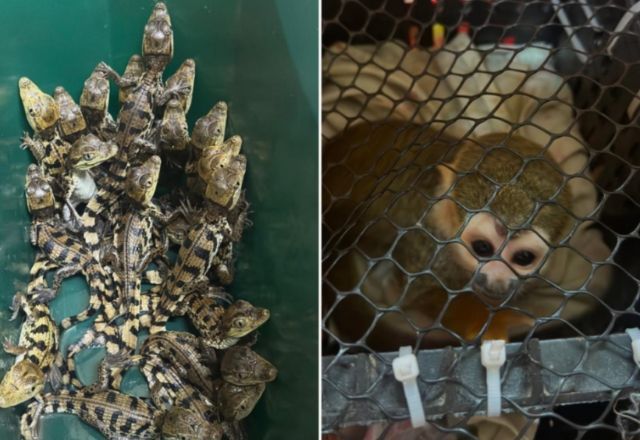 Polícia resgata macacos e filhotes de jacaré em rodovia no interior paulista | Foto: Reprodução/Secretaria de Segurança Pública