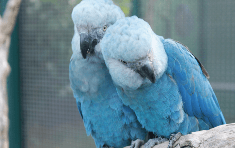 Ararinha-azul (Cyanopsitta spixii) | Divulgação/Governo Federal