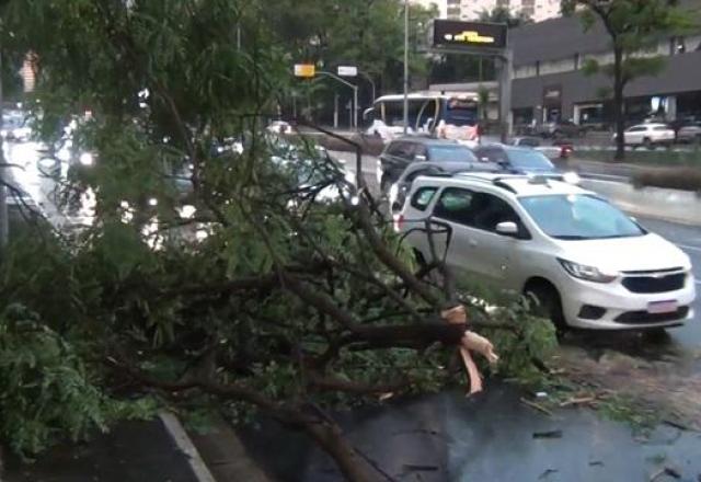 Após forte chuva, SP tem 50 árvores caídas sobre fiação elétrica