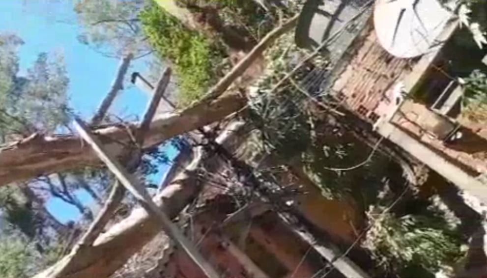 Árvore cai e deixa duas pessoas feridas no ABC Paulista