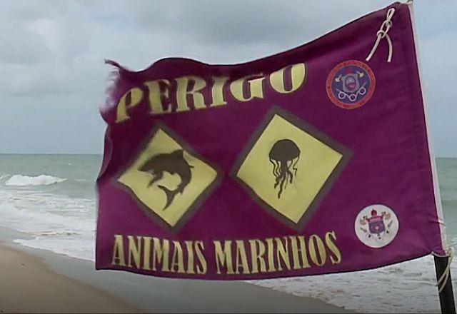 bandeira perigo tubarão