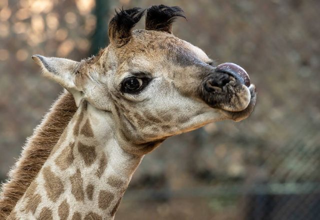 Foto: Reprodução / Zoológico de São Paulo