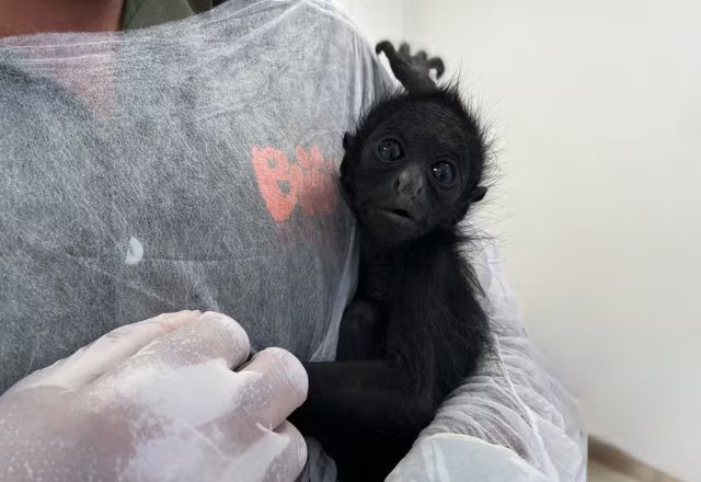 A nova moradora do BioParque no Rio de Janeiro já tem nome: Bebel. | Foto: Divulgação