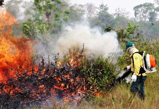 Portaria com a autorização entrou em vigor nesta terça-feira (27) | Divulgação/Ibama